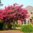 Tonto Crape Myrtle Tree Online