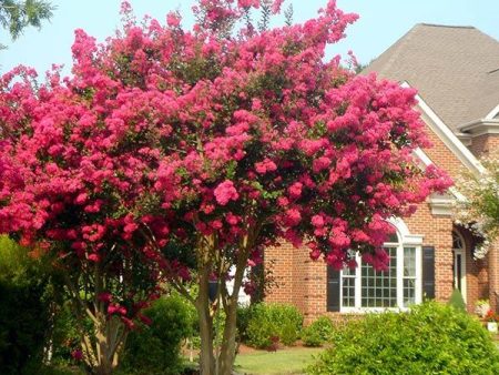 Tonto Crape Myrtle Tree Online