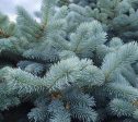 Baby Blue Spruce Trees Cheap