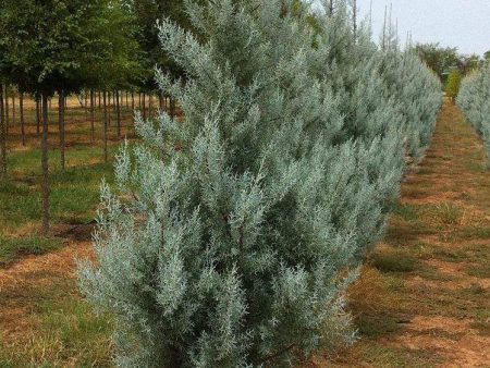 Silver Smoke Cypress Trees Supply