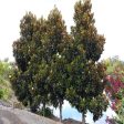 Little Gem Magnolia Trees For Cheap