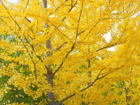 Autumn Gold Ginkgo Supply