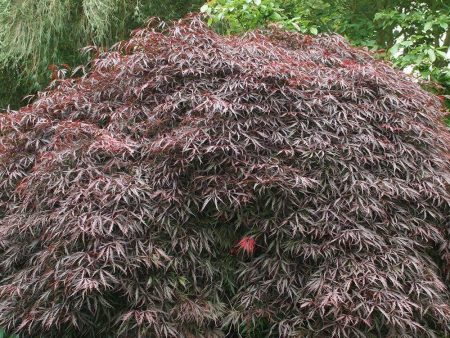 Inaba shidare Japanese Maple Trees For Discount