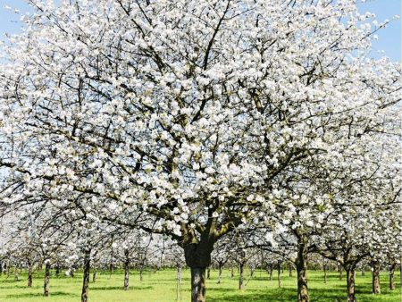 Snow Goose Cherry Trees Fashion