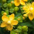 St John s Wort Plant Online now