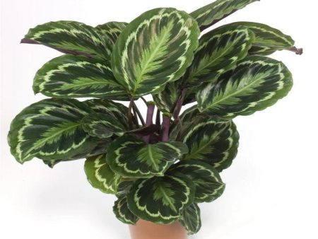 Calathea Medallion Plants Cheap