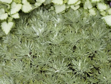 Artemisia Silver Mound Online now