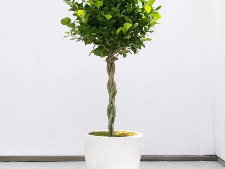 Braided Ficus Benjamina Trees on Sale