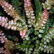 Rosy Maidenhair Fern Plants Fashion