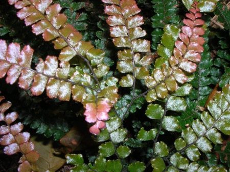 Rosy Maidenhair Fern Plants Fashion