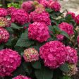 Summer Crush Hydrangea Supply