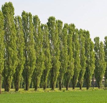 Lombardy Poplar Tree Online Hot Sale