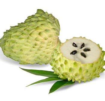 Soursop  Guanabana  Tree Cheap