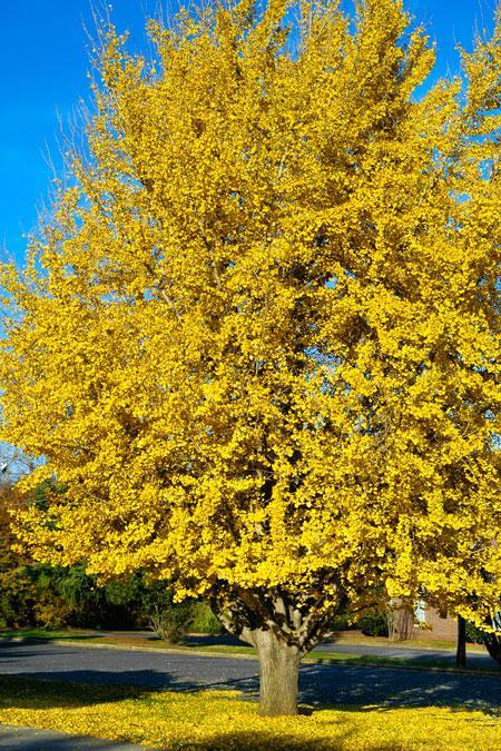 Ginkgo Tree Online Hot Sale