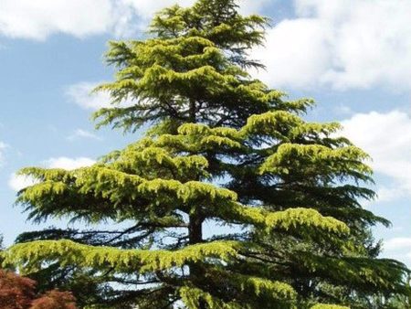 Golden Deodar Cedar Trees Online Sale