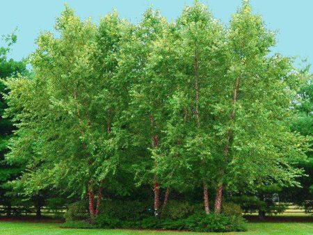 Heritage River Birch Trees Online