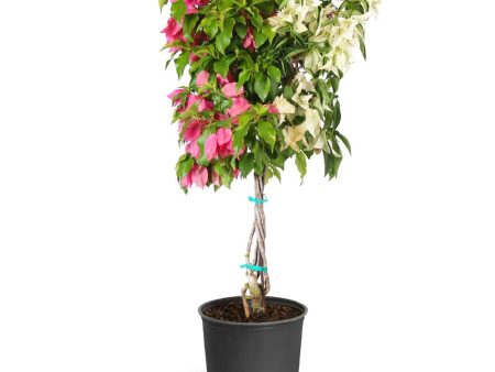 Bi-Color Bougainvillea Tree Hot on Sale