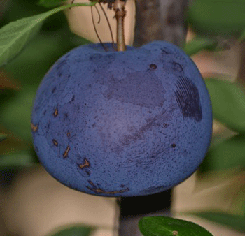 Black Ice Plum Tree Hot on Sale