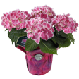 Tivoli Hydrangea - Multi Stem For Sale