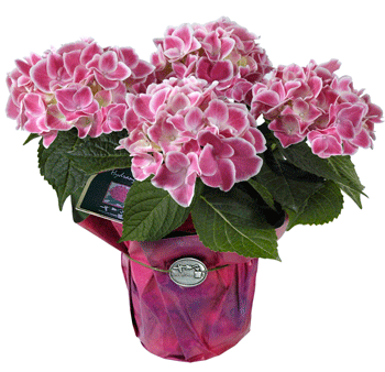 Tivoli Hydrangea - Multi Stem For Sale