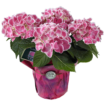 Tivoli Hydrangea - Multi Stem For Sale