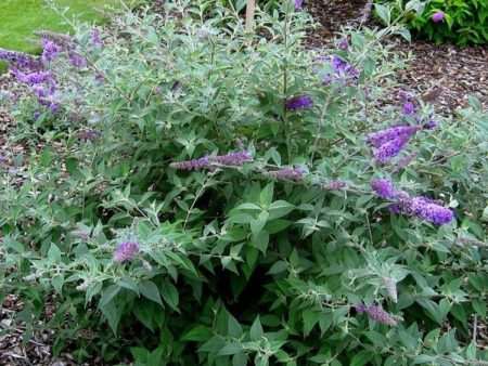 Lo and Behold Blue Chip Butterfly Bush Online