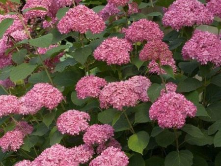 Invincibelle Spirit II Hydrangea Shrubs For Discount