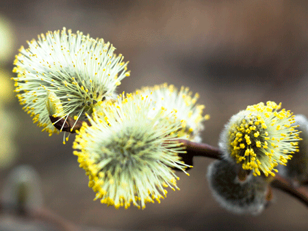 White Pussy Willow For Cheap