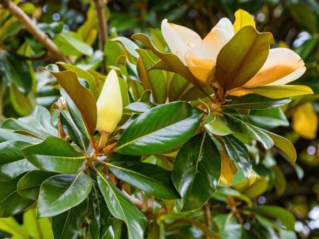 Southern Magnolia  DD Blanchard  Online Sale