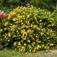 St John s Wort Plant Online now