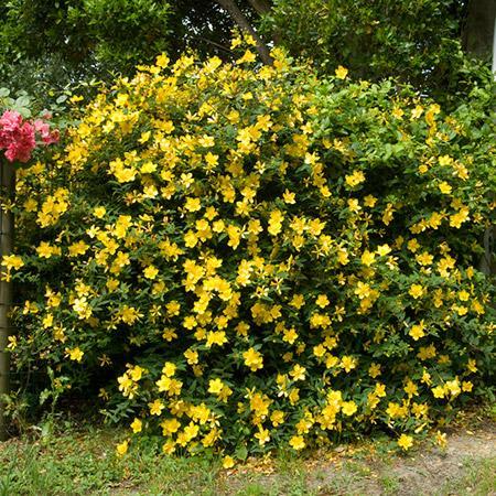 St John s Wort Plant Online now