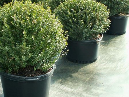 Hoogendorn Holly Shrubs For Discount