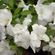 Autumn Ivory Encore Azalea Shrubs Online now