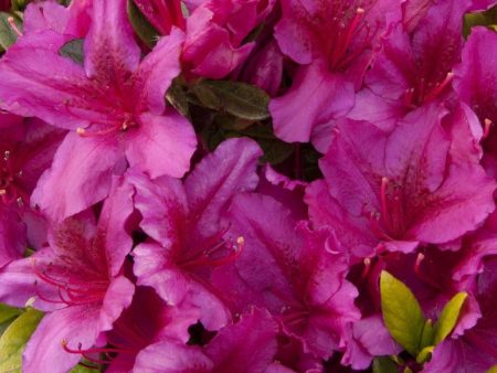 Azalea Girard Fuchsia Shrubs For Sale