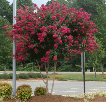 Cherokee Crape Myrtle Sale