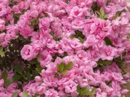 Azalea Pink Rosebud Shrubs Online now