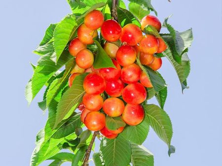 Royal Ann Cherry Tree Cheap