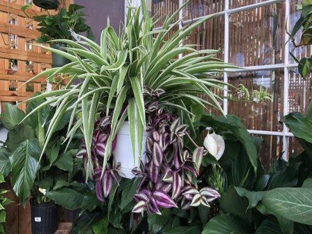 Spider Plant Wandering Jew Combo Pot Online Sale