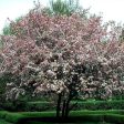 Robinson Crabapple Tree Discount