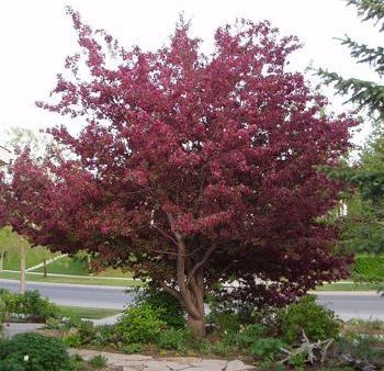 Royalty Crabapple Tree Online Hot Sale