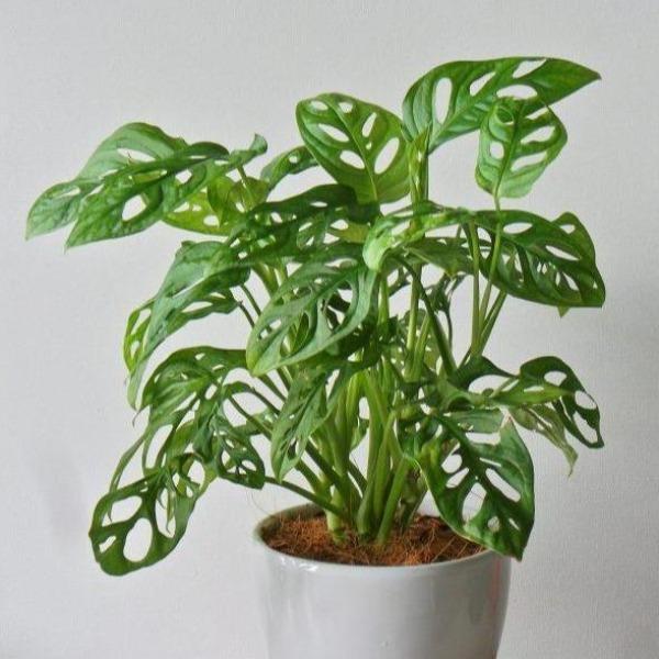 Swiss Cheese Vine Plants Online now