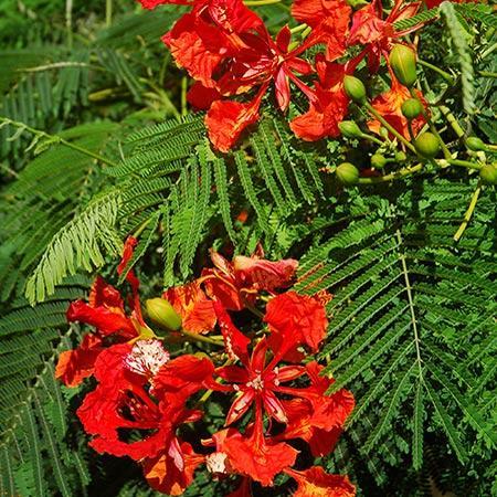 Royal Poinciana Tree on Sale