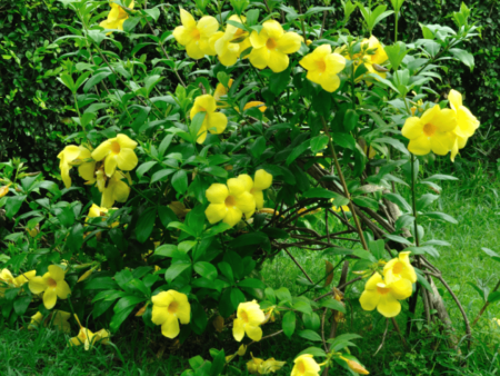 Allamanda Bush Discount