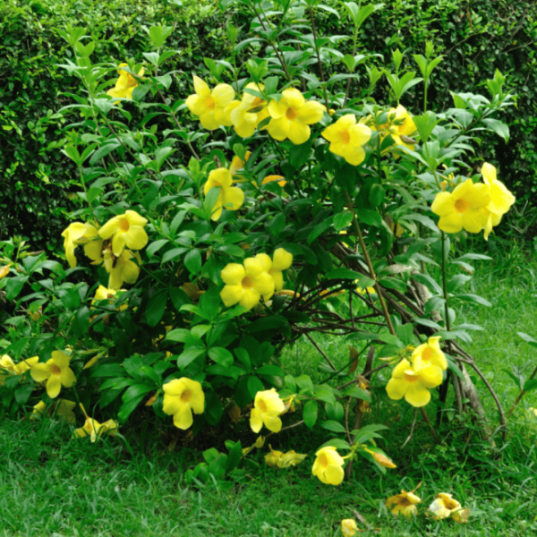 Allamanda Bush Discount