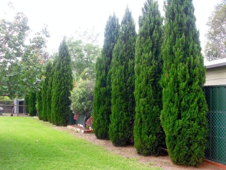 Spartan Juniper Trees For Sale