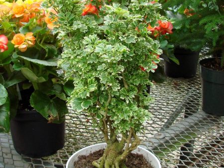 Variegated Parsley Aralia Plants Hot on Sale