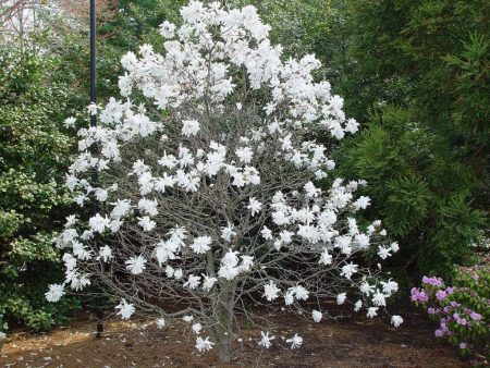 Royal Star Magnolia Sale