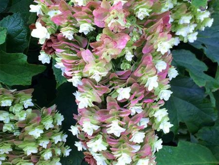 Snowcicle Hydrangea Shrub Online now