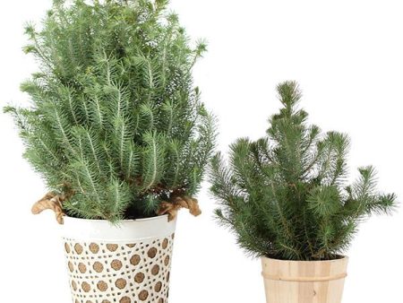 Italian Stone Pine Tree in Decorative Pot For Sale