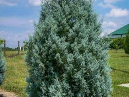 Carolina Sapphire Cypress Trees Sale